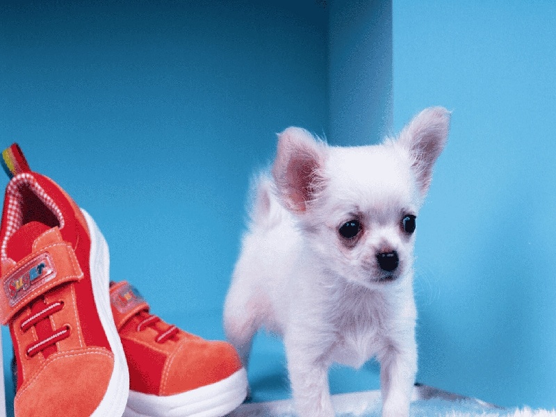 试管植物的特性(试管后饮食调节)